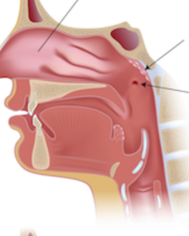 <p>Identify the three structures</p>