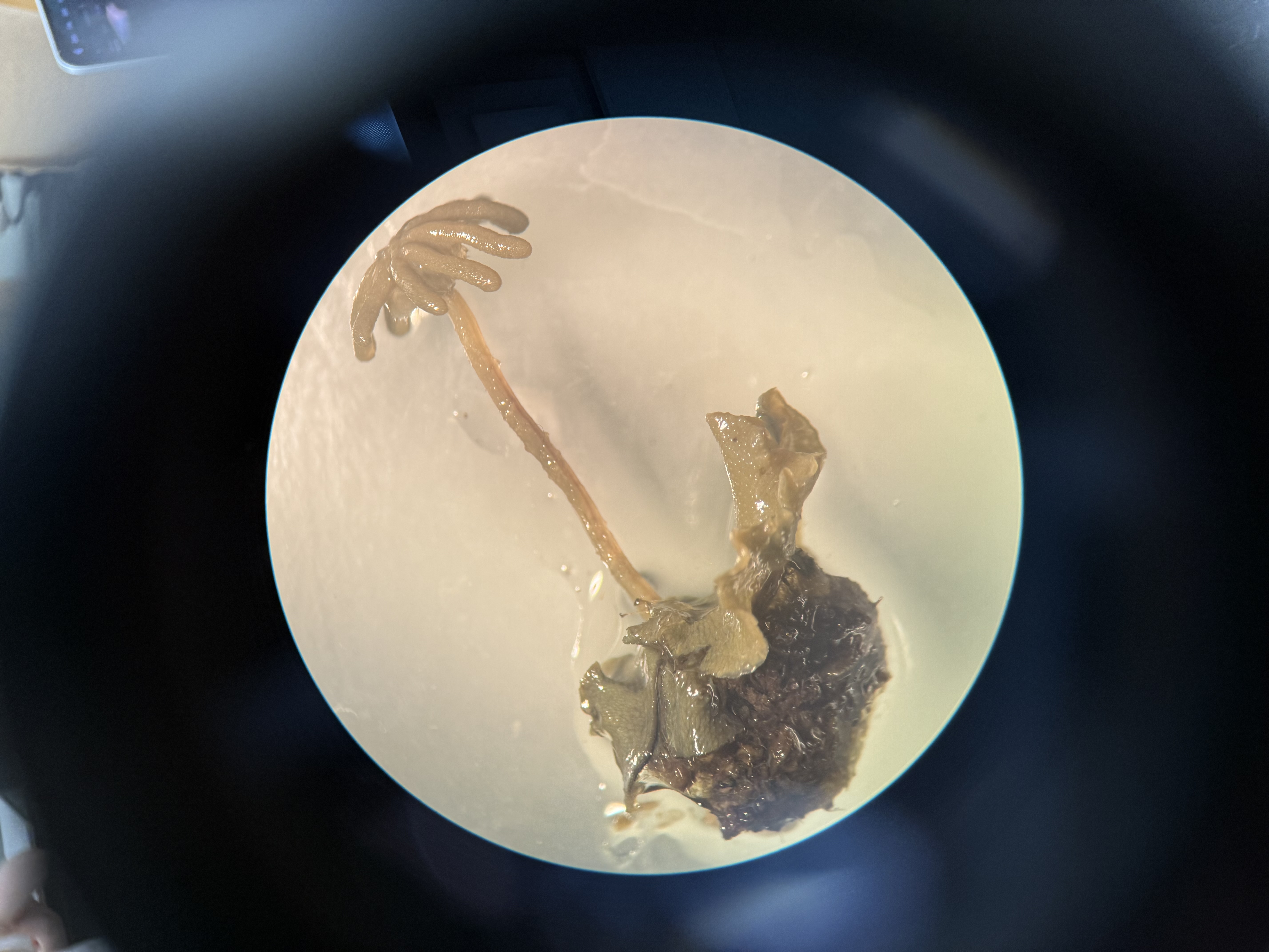 <ol><li><p>What is this?</p></li><li><p>What is the function?</p></li><li><p>What plants can this be found in?</p></li></ol><p></p>