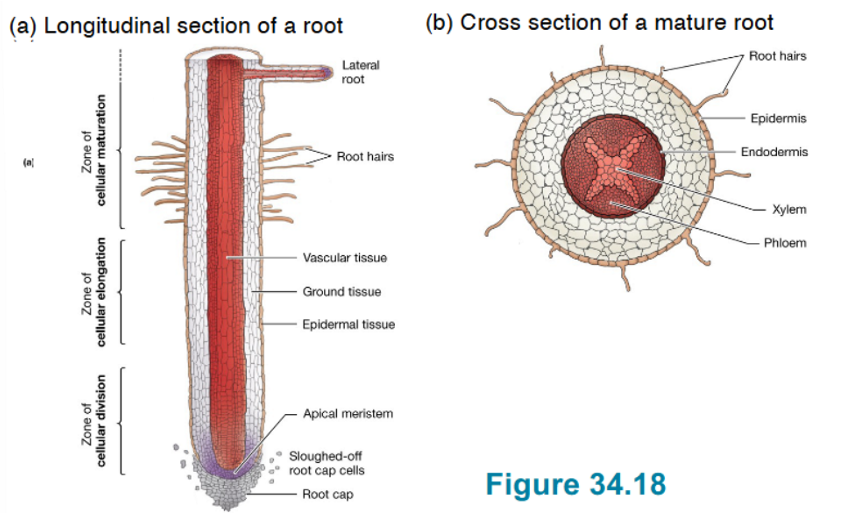 <p>Root System Function & Characteristics</p>