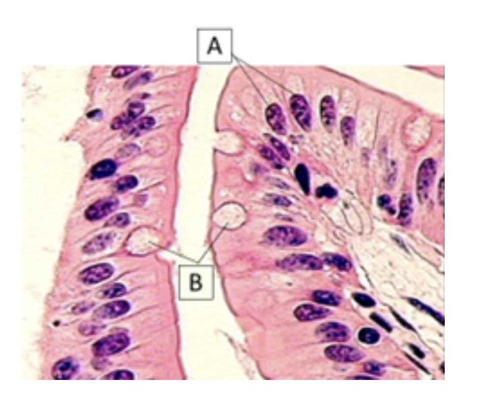 <p>name cell b</p>