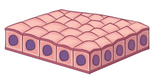 <p>secretion and absorption</p>