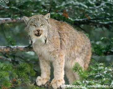 <p>Canada lynx </p>