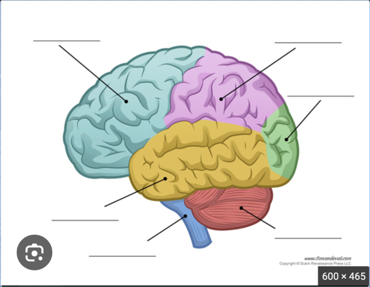 <p>What color does the yellow region represent?</p>
