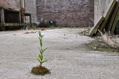<p>succession starting with bare rock</p><p>Ex. succession beginning on mountain tops/granite outcrops, glacier retreats, parking lots,</p>