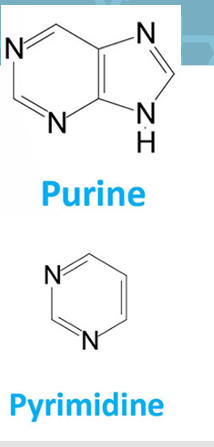 <ul><li><p>Nitrogenous bases are derived from two groups:</p><ul><li><p><strong>Purines</strong> → <strong>Adenine (A), Guanine (G)</strong></p></li><li><p><strong>Pyrimidines</strong> → <strong>Cytosine (C), Thymine (T)</strong></p></li></ul></li><li><p>They are <strong>planar, aromatic, and heterocyclic molecules</strong>.</p></li><li><p>They have <strong>basic character</strong> due to nitrogen atoms with lone pairs.</p></li><li><p>The <strong>sequence of these bases</strong> determines genetic information.</p></li></ul><p></p>