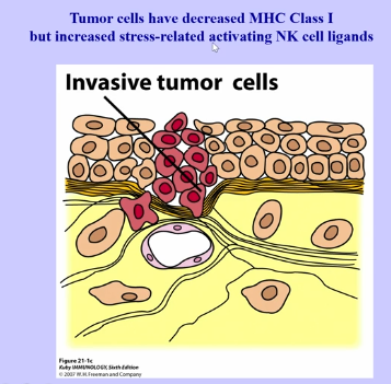 <ul><li><p>chronic immune response → leads to stress</p></li><li><p>hypoxia during inflammation → leads to collection of cells, which leads to a lack of blood vessels in a region, and leads to stress</p></li><li><p>protein synthetic stress </p></li></ul><p></p><p>NKG2D → important activating receptor that binds MIC-A, MIC-B (and other stress-induced ligands include RAET1 family)</p><ul><li><p>cellular ligands for activating receptors are induced by stress (made in the cytosol and then go to cell surface) </p></li><li><p>LY 49a and NKG2A → inhibitory receptors (ITIMS)</p></li></ul><p></p><p>Adaptors + Receptors Determines Receptor Status:</p><ul><li><p>CD94:NKG2A → inhibitory signal </p></li><li><p>CD94:NKG2D → activating signal </p></li></ul><p></p><p>CTLs → recognize antigen in antigen-specific manner within MHC class 1, producing/activating CTLs for cytotoxicity, however, in some cases, viruses inhibit MHC class 1 production, thereby decreasing CTL cytotoxicity, however, it instead activates NK Cell cytotoxicity </p><p></p><p>Tumor Cells</p><ul><li><p>induce neovascularization</p></li><li><p>collection of cancer cells (all cells require oxidation), but as tumor grows, cells inside are unable to get required oxygen, leading to blood vessel formation </p></li><li><p>have decreased MHC class 1 and increased stress-related activating NK cell ligands </p></li></ul><p></p>