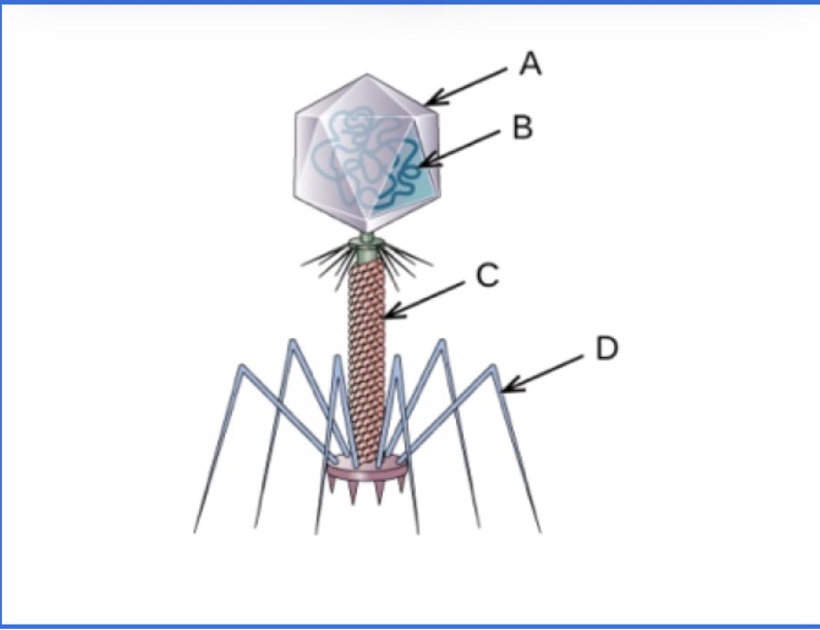 <p><span><strong><span>Label the phage diagram</span></strong></span></p><p></p>