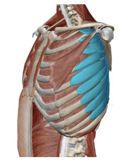 <p>Serratus Anterior Origin </p>