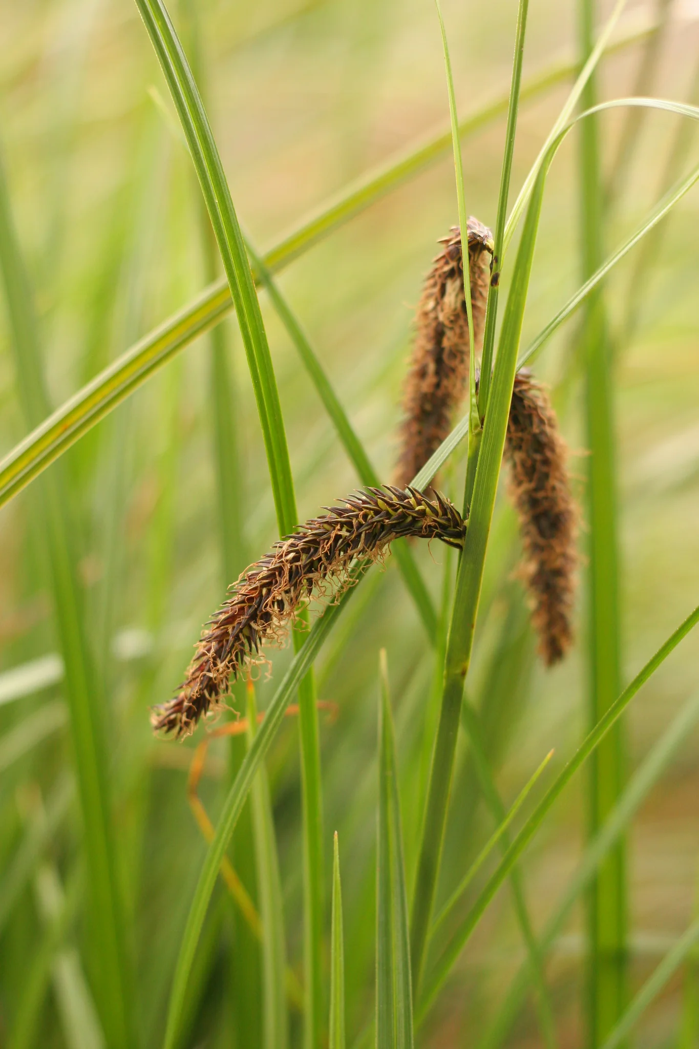 <p>Sedges have edges, densely tufted along long, stout rhizomes, purplish, and with shreddy lower leaf sheaths and lower spikes on short, stiff, erect stalks </p>
