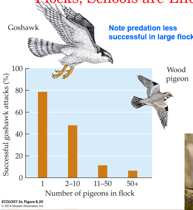 <p>Flocks and schools are effective predator deterrents </p>