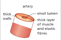 <ul><li><p>Blood pumps out rapidly every time heart beats</p><ul><li><p>It is under pressure</p></li></ul></li></ul><p></p>