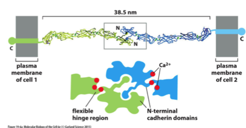 <p>Er bindingen mellem ét enkelt cadherin-par stærk eller svag?</p>