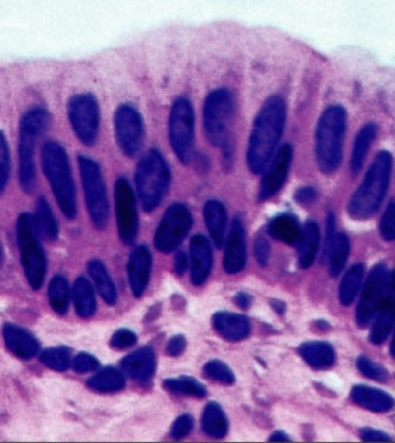 <p>name the tissue</p>