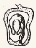 <p>Ovule positioned at the base of a single-loculed ovary</p>
