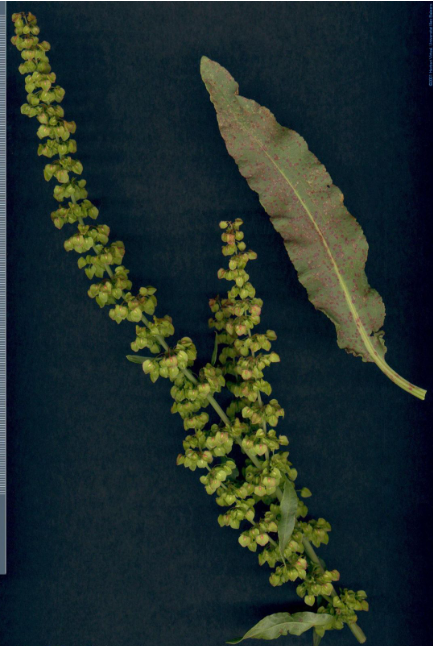 term image