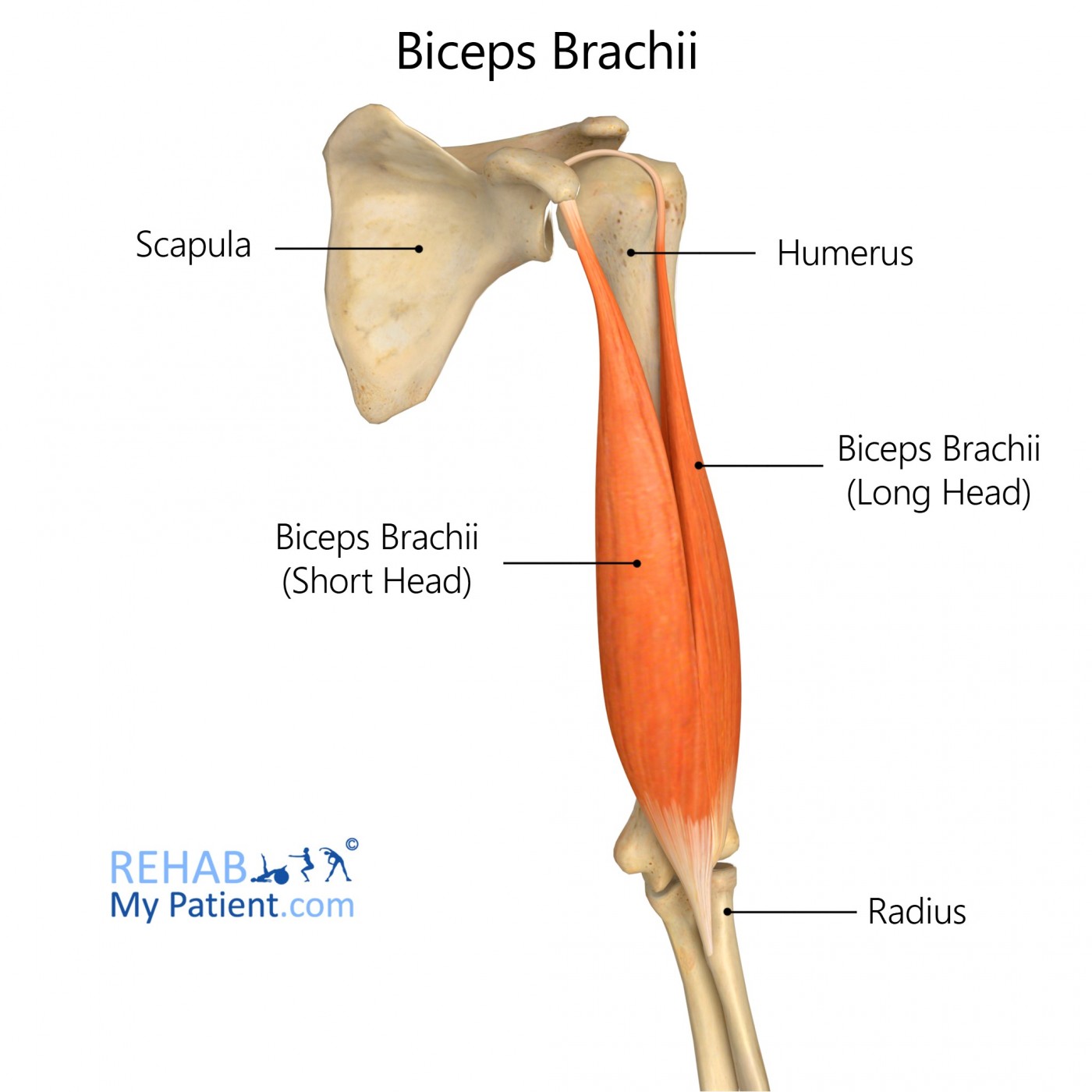 <p>aka the biceps, is formed from two divisions </p>