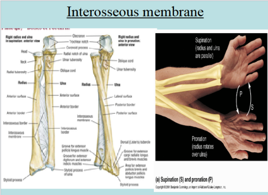 <p>Fibrous Joints 2</p>
