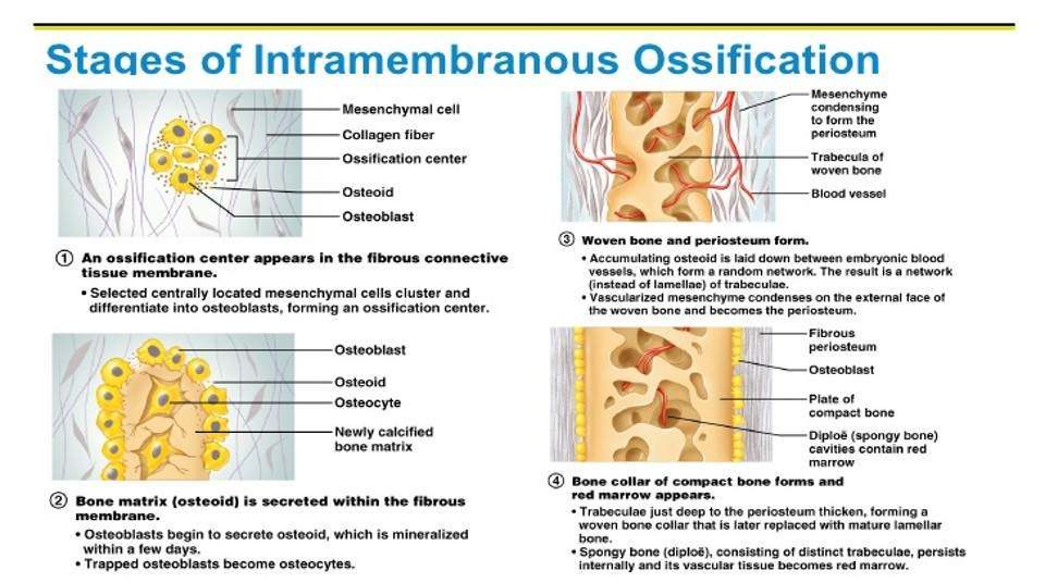 <p>Skeletal anatomy of foetus begins as soft fibrous tissue, allow growth development. </p><p>Once bone has been deposited, structure fixed in size, small adjustments due to remodelling</p><p>As bone fills space between 2 parallel membranes, shape characteristically flat appearance</p>