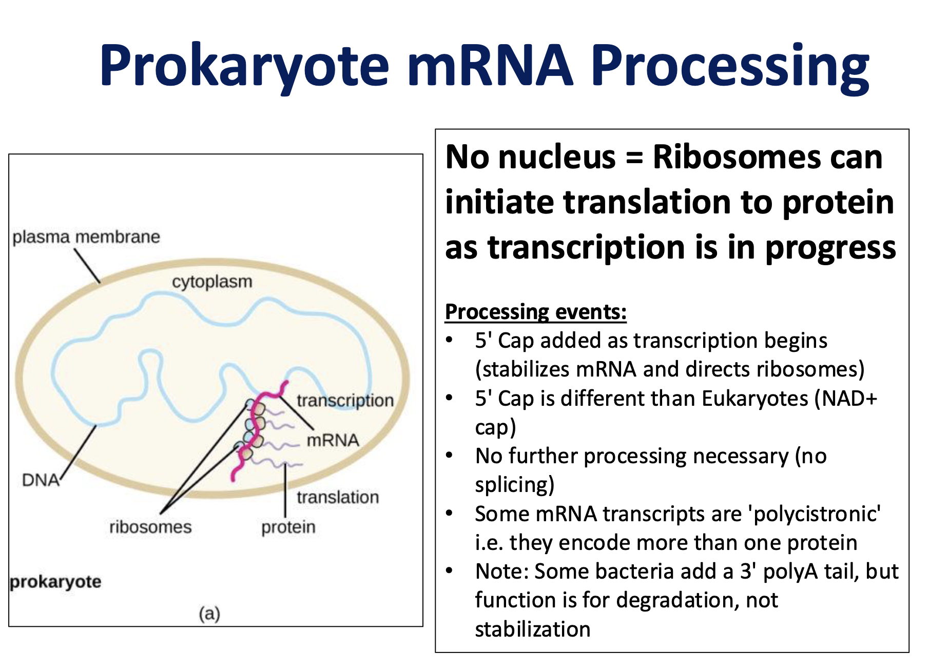 <p>An NAD⁺ cap</p><ul><li><p>5’ cap added as transcription begins</p></li></ul><p></p>