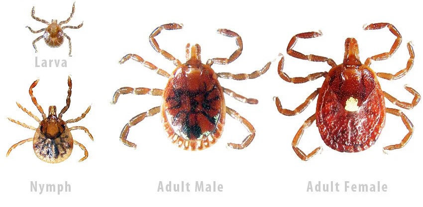 <p>What tick is this, and how do you know?</p>