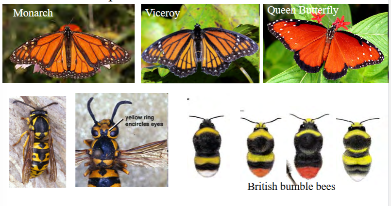<p>noxious species evolve to resemble each other</p><p><strong>all are noxious/toxic</strong></p><p>e.g. monarch, viceroy, and queen butterfly</p><p>e.g. British bumblebees</p>