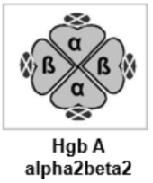 <ul><li><p>97% in adults</p></li><li><p>2 alpha chains</p></li><li><p>2 beta chains</p></li></ul><p></p>