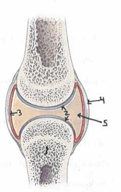 <p>Label the synovial joint</p>