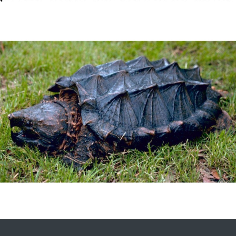 <p>name this animal</p>