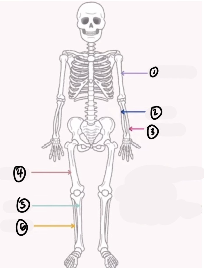 <p>name the bone and the bone shape:</p><p>1</p>