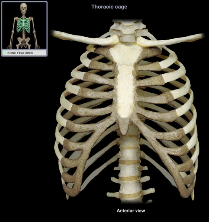 <p>Costal cartilage</p>
