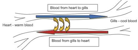 <p><span style="font-family: "Amasis MT Pro Light";"><em>Refer to the diagram below to answer the question that follows. The diagram shows the process of the Counter Current Heat exchange in a fish.</em></span><span><br></span><span style="font-family: "Amasis MT Pro Light";">As warm blood travels from the heart to the gills an exchange takes place which enables blood returning to the heart from the gills to be warmed.</span><span><br></span></p><p><span style="font-family: "Amasis MT Pro Light";">The most likely reason that this process increases the chance of survival in cold environments is:</span><span><br></span><span style="font-family: "Amasis MT Pro Light";">J. An increase in metabolic rate which warms the blood.</span><span><br></span><span style="font-family: "Amasis MT Pro Light";">K. An increase in vasoconstriction to reduce blood flow to the extremities.</span><span><br></span><span style="font-family: "Amasis MT Pro Light";">L. A reduction in the exposure of blood vessels to the extreme cold thus limiting heat loss.</span><span><br></span><span style="font-family: "Amasis MT Pro Light";">M. A reduction in heat loss to the environment by maintaining a low blood temperature flowing to the extremities.</span></p>