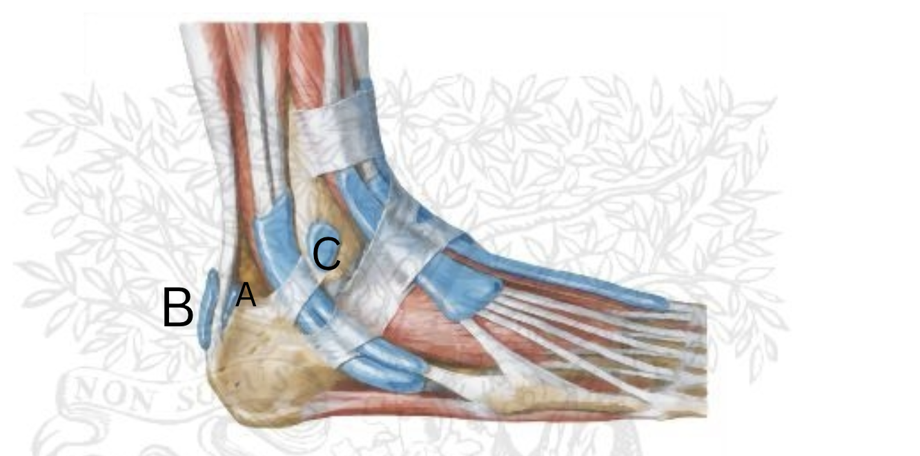 <p>Label the bursa, medial or lateral?</p>