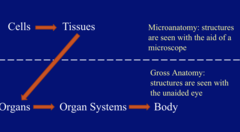 <p>structures that can be seen without a microscope</p><p>organs, organ system, body</p>