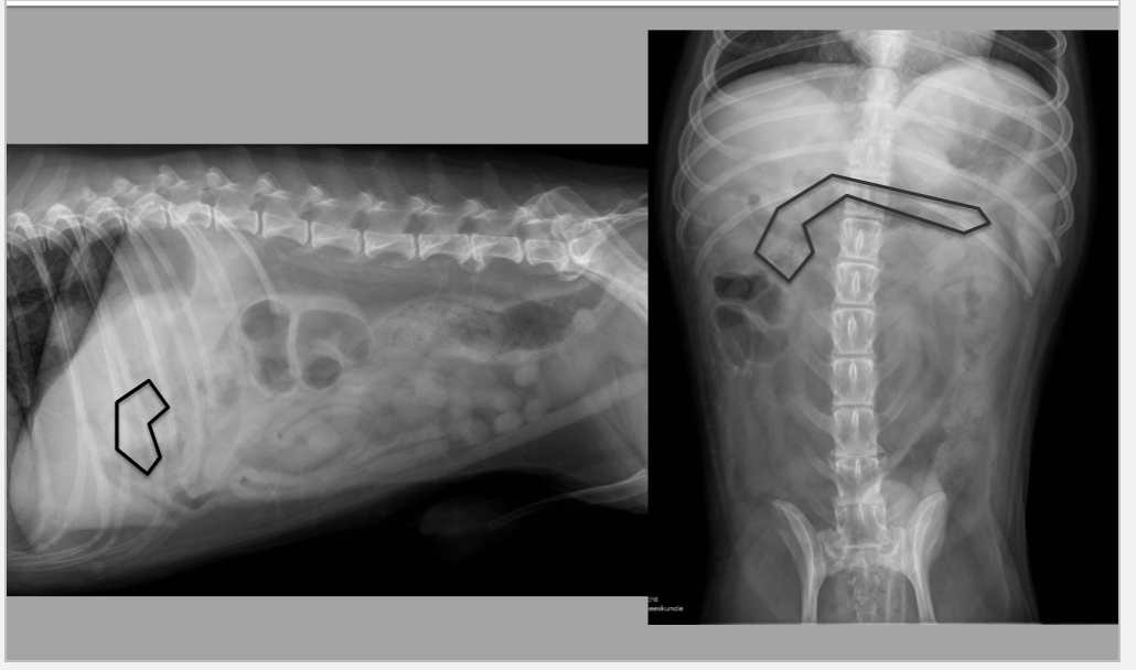 <p>what organ is this</p>