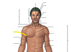 <p>Armpit</p>