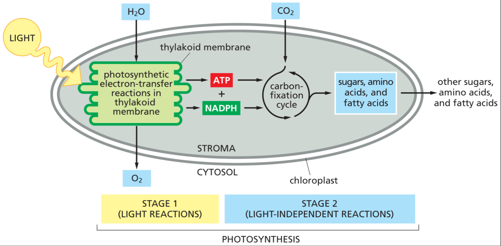 <p>Stroma (and continues in cytosol)</p>