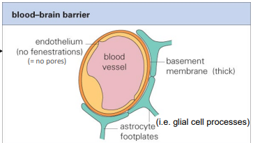 <p><strong><u>tight junctions between capillary endothelial cells</u></strong></p><ul><li><p>thick basement membrane</p></li><li><p>astrocytes surrounding capillaries</p></li><li><p>no fenestrations (pores)</p></li><li><p>infection = encephalitis</p></li></ul><p></p>