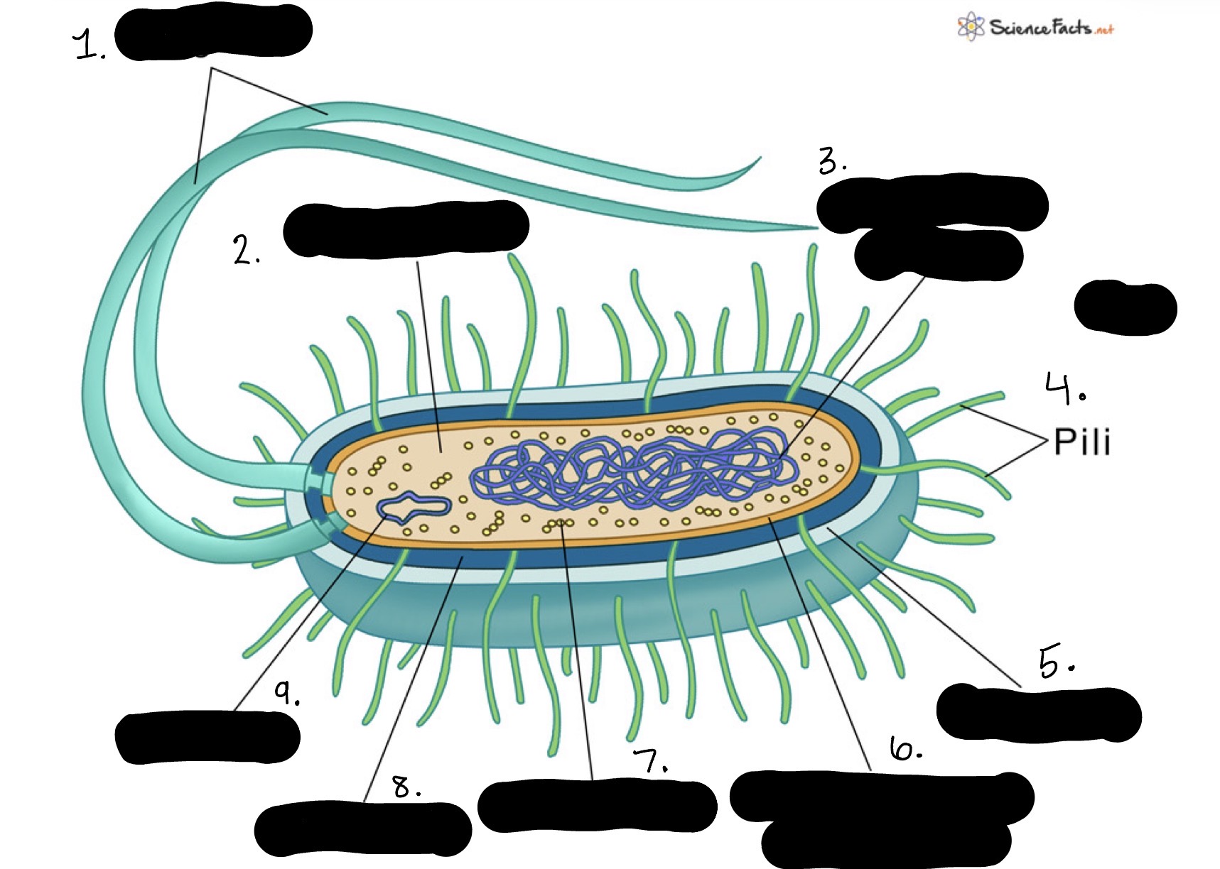 knowt flashcard image