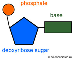 <p>Phosphate group, pentose sugar, nitrogenous base (pyrimidine or purine).</p>