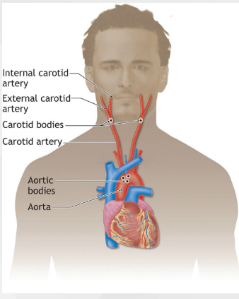 <p>Carotid bodies = found in the neck, detecting levels of O2, CO2, H+ going to the brain</p><p>Aortic bodies = found in the heart, detecting levels of O2, CO2, H+ going to the heart</p>