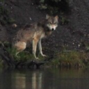 <p>Gray wolf</p>