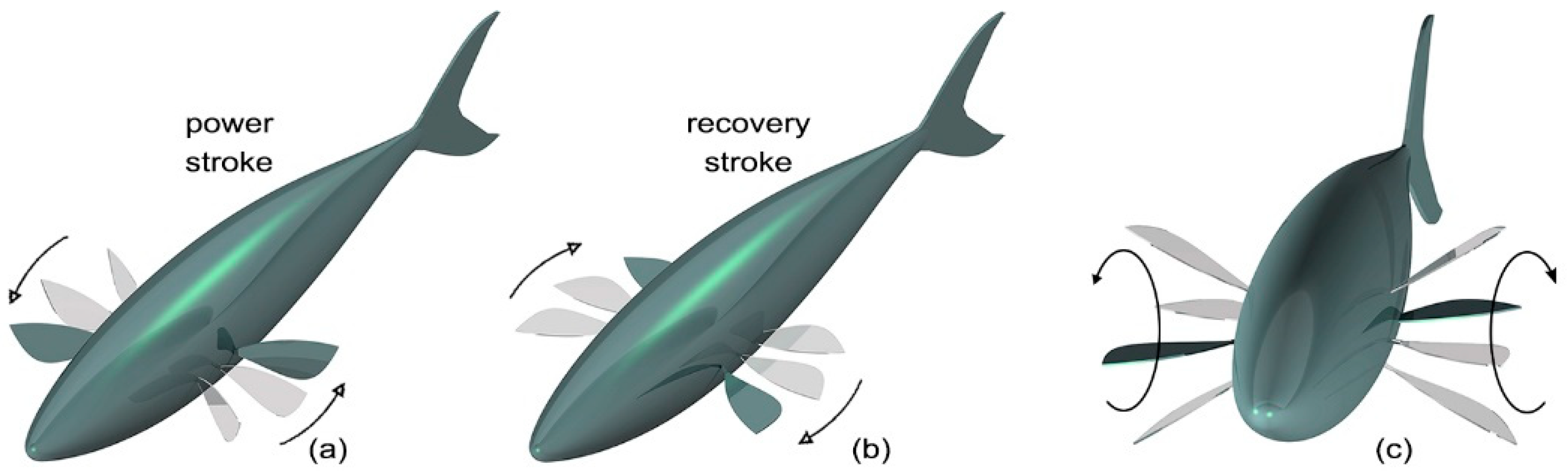 <p>Labriform swimming</p>