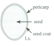 <p>seed fused to pericarp</p>