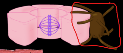 <p>Little brown guy that lives on the stratum basale layer. Reaches his arms out to new keratinocytes that bite off bits of melanin.</p><ul><li><p>darker skin = more active melanocytes (freckles too, except locally)</p></li><li><p>moles = local proliferations of melanocytes</p></li><li><p>melanin protects the nucleus of cells from UV to prevent mutations (cancer)</p></li></ul><p></p><p></p>
