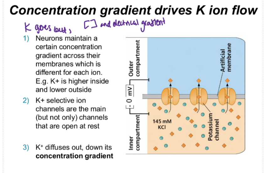 <p>inside the cell the [K+] is higher and outside is lower, they go in and out through channels of the cell. As K+ leaves, the cell becomes more negatively charged, creating an <strong>electrical force </strong>, which pulls the K+ ions back in. The force that pulls K out and the force that pulls K in cancel out, creating an <strong>equilibrium potential.</strong></p><p>The 2 forces are electrical and chemical forces</p><p>The cell becomes more negative also because of the negative charges of Cl-</p>