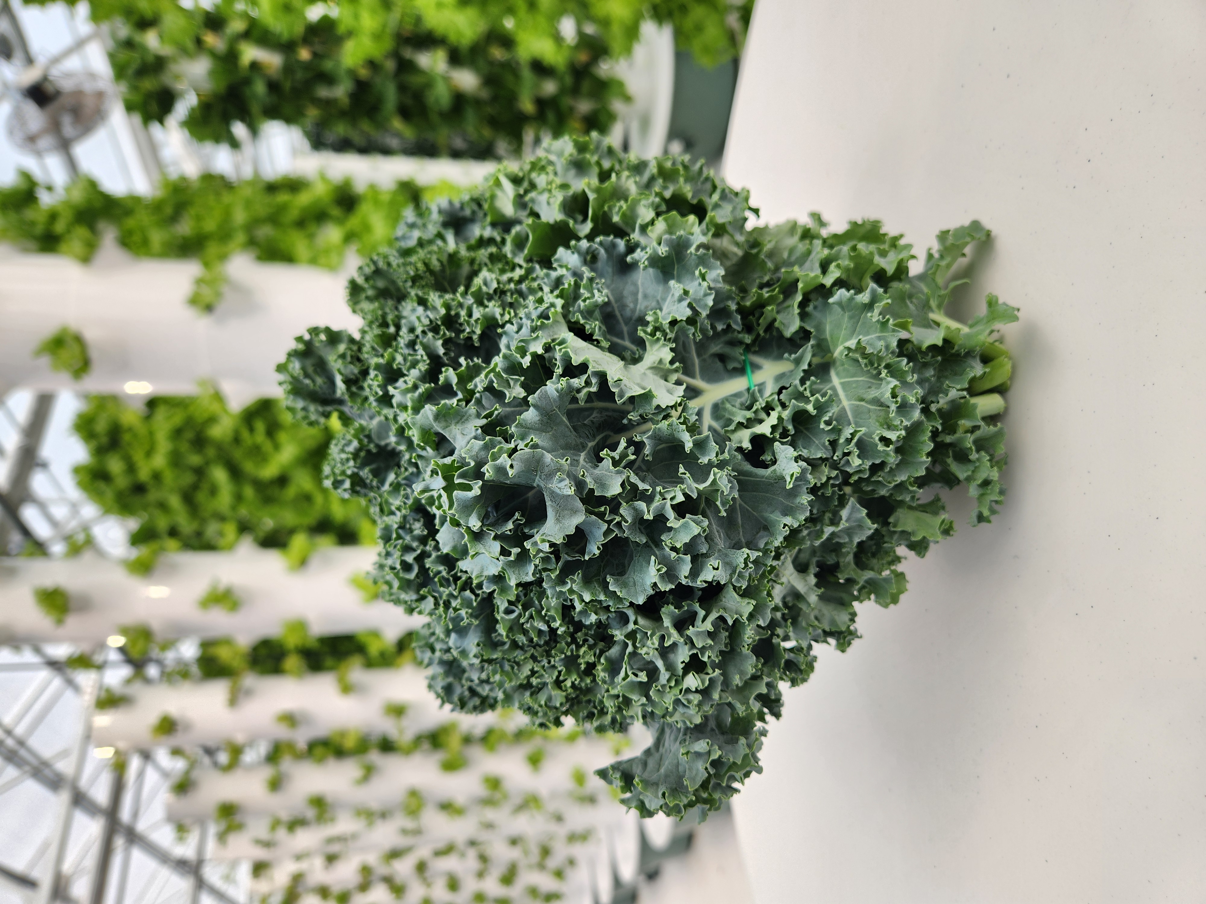<p>Type: Kale</p><p>Called: Curly Kale</p><p class="has-focus is-empty"></p><p class="has-focus is-empty">Description: Curly, lighter green than Tuscan Kale</p>