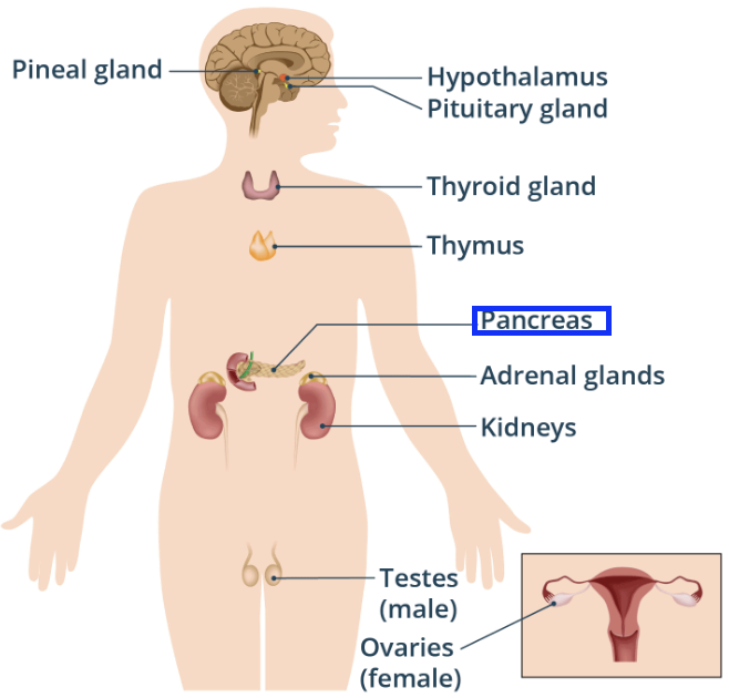 <ul><li><p>It regulates blood glucose levels.</p></li><li><p>It does this by releasing the hormone insulin.</p></li><li><p>It is located in the upper abdomen.</p></li></ul><p></p>