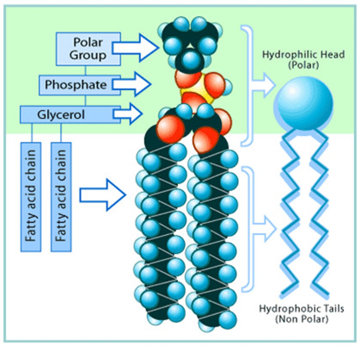 <p>a molecule that is both hydrophobic and hydrophilic</p>