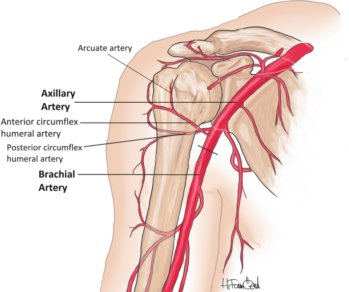 <p>Anterior and posterior humeral circumflex arteries</p><p>Branches of suprascapular arteries</p>