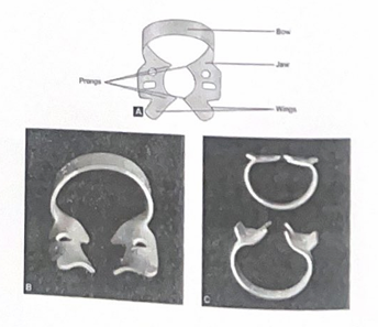 <ul><li><p>also known as clamp, consists of 4 prongs and 2 jaws connected by a bow </p></li><li><p>used to anchor the dam to the most posterior tooth to be isolated. Also used to retract tissue </p></li><li><p>Retainer should contact the tooth in 4 areas = 2 facial, 2 lingual, this 4 point contact prevents rocking or tilting of the retainer </p></li><li><p>Jaws of retainer should not extend beyond mesial and distal line angles of the tooth </p></li><li><p>wingless and winged retainers are available </p></li><li><p>winged retainer has anterior and lateral wings which provide extra retraction of the rubber dam. Disadvantage is that the wings often interfere with placement of matrix bands, band retainers and wedges </p></li><li><p>Bow of retainer should be tied with dental floss approx 30.5cm long before retainer is places in mouth </p></li></ul><p></p>